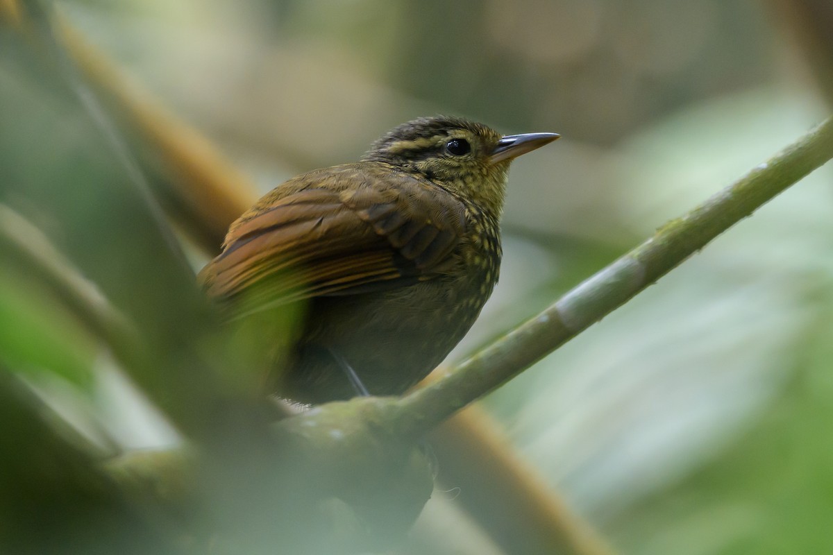 Rusty-winged Barbtail - ML638746989