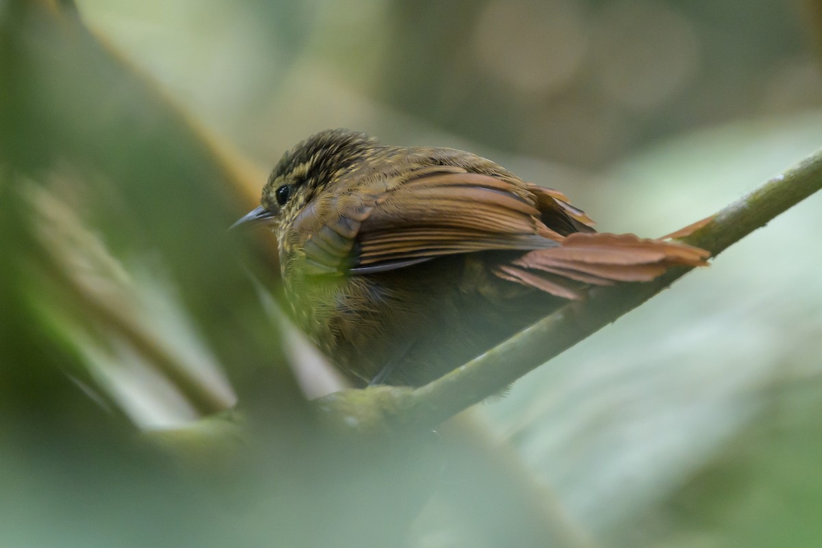 Rusty-winged Barbtail - ML638746990
