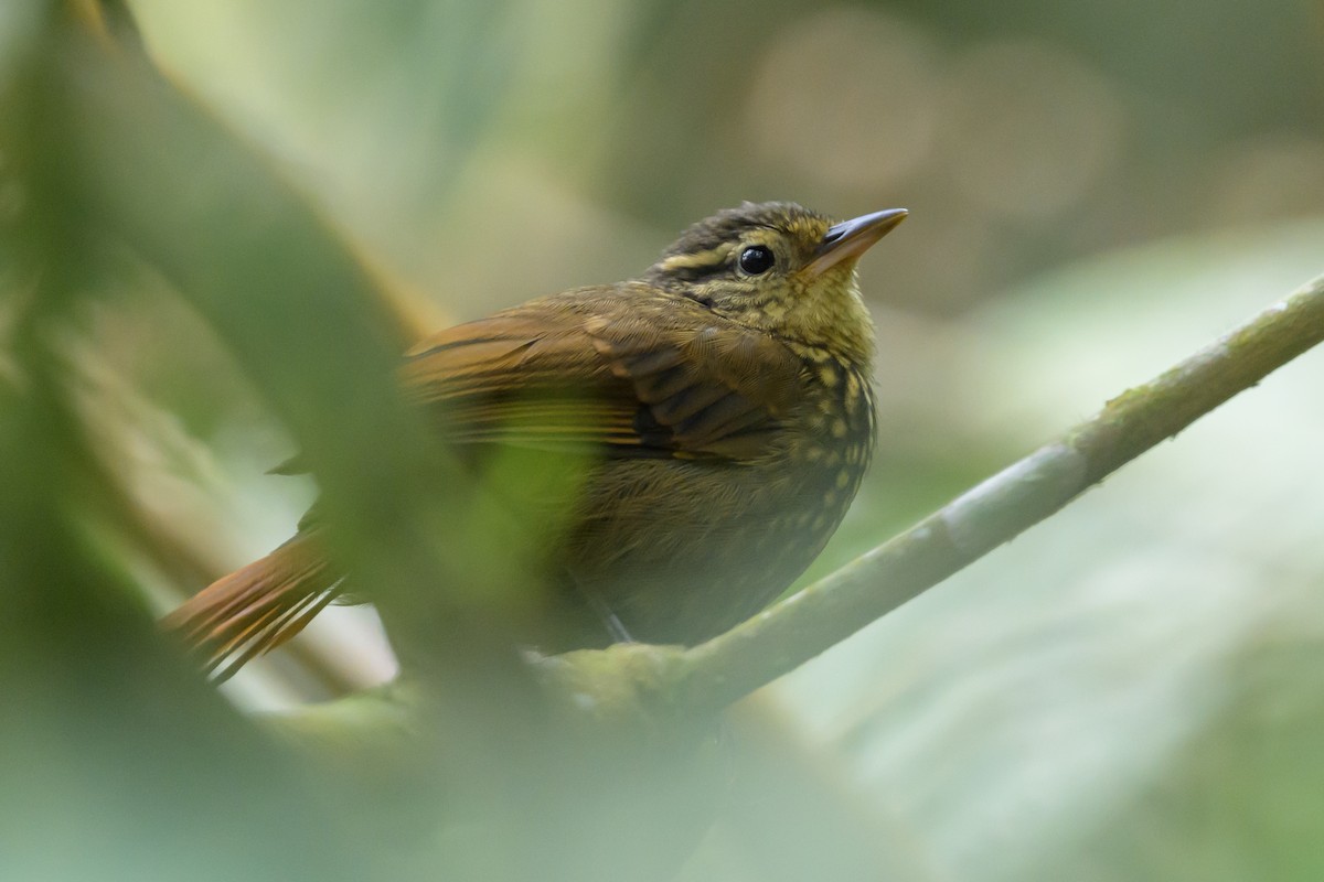 Rusty-winged Barbtail - ML638746991