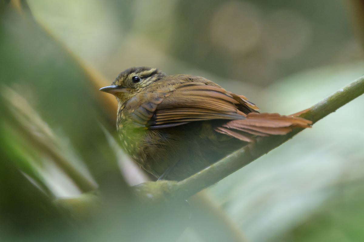 Rusty-winged Barbtail - ML638746992