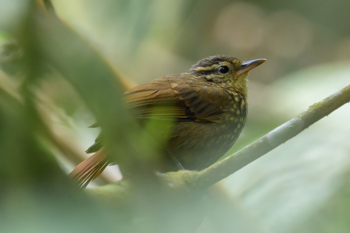 Rusty-winged Barbtail - ML638746993