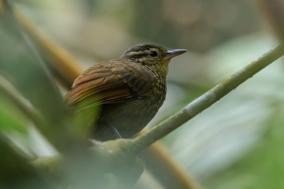 Rusty-winged Barbtail - ML638746994