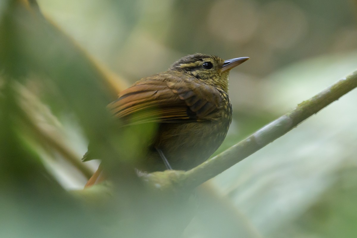 Rusty-winged Barbtail - ML638746995
