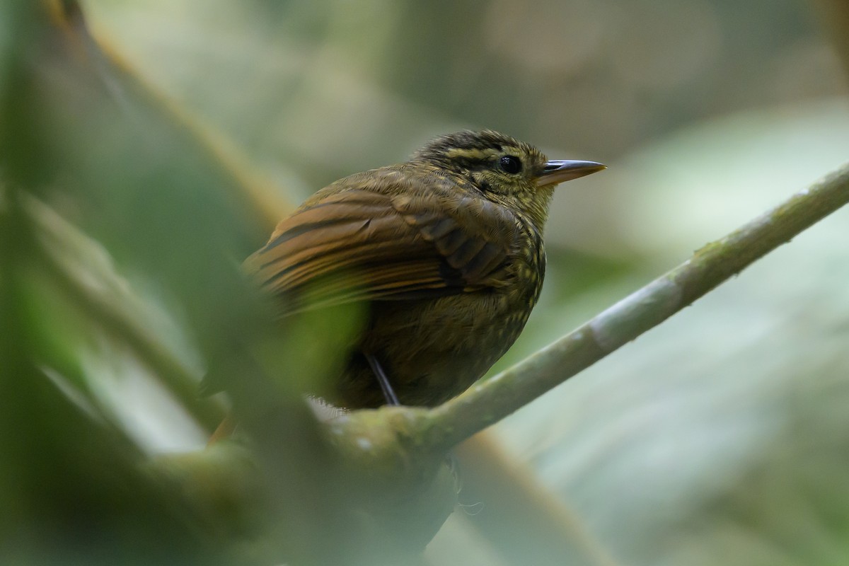 Rusty-winged Barbtail - ML638746996