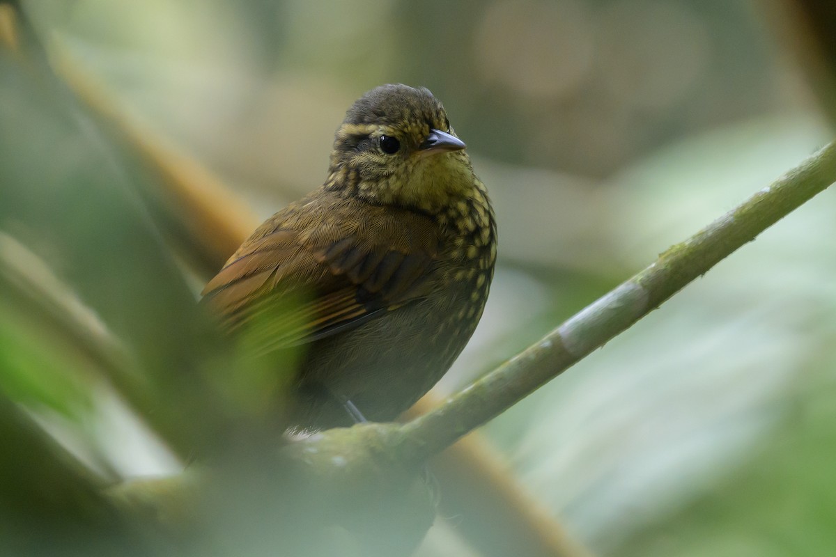 Rusty-winged Barbtail - ML638746998