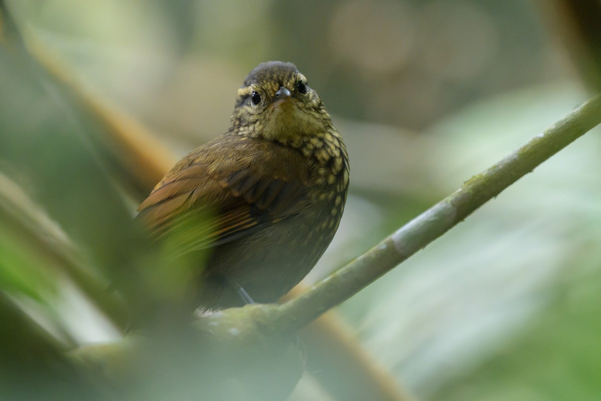 Rusty-winged Barbtail - ML638746999