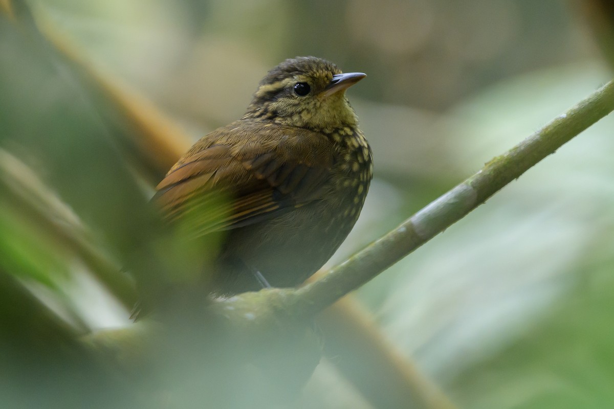 Rusty-winged Barbtail - ML638747000