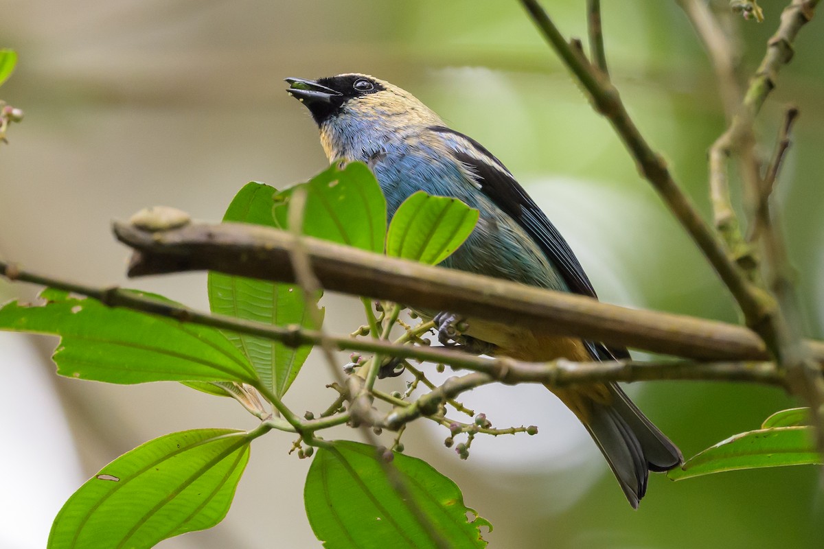 Metallic-green Tanager - ML638747008