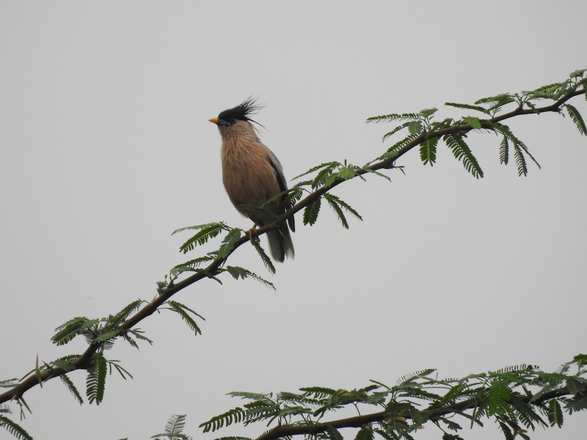 Brahminy Starling - ML638747070
