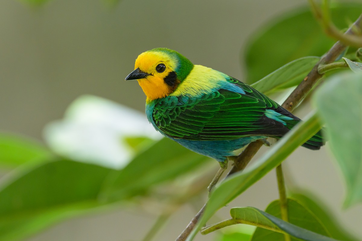Multicolored Tanager - ML638747083