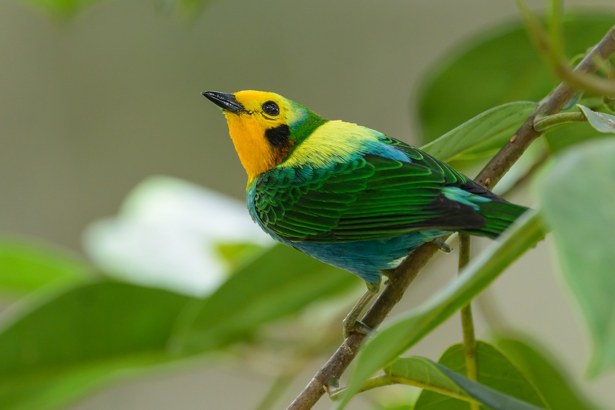 Multicolored Tanager - ML638747084