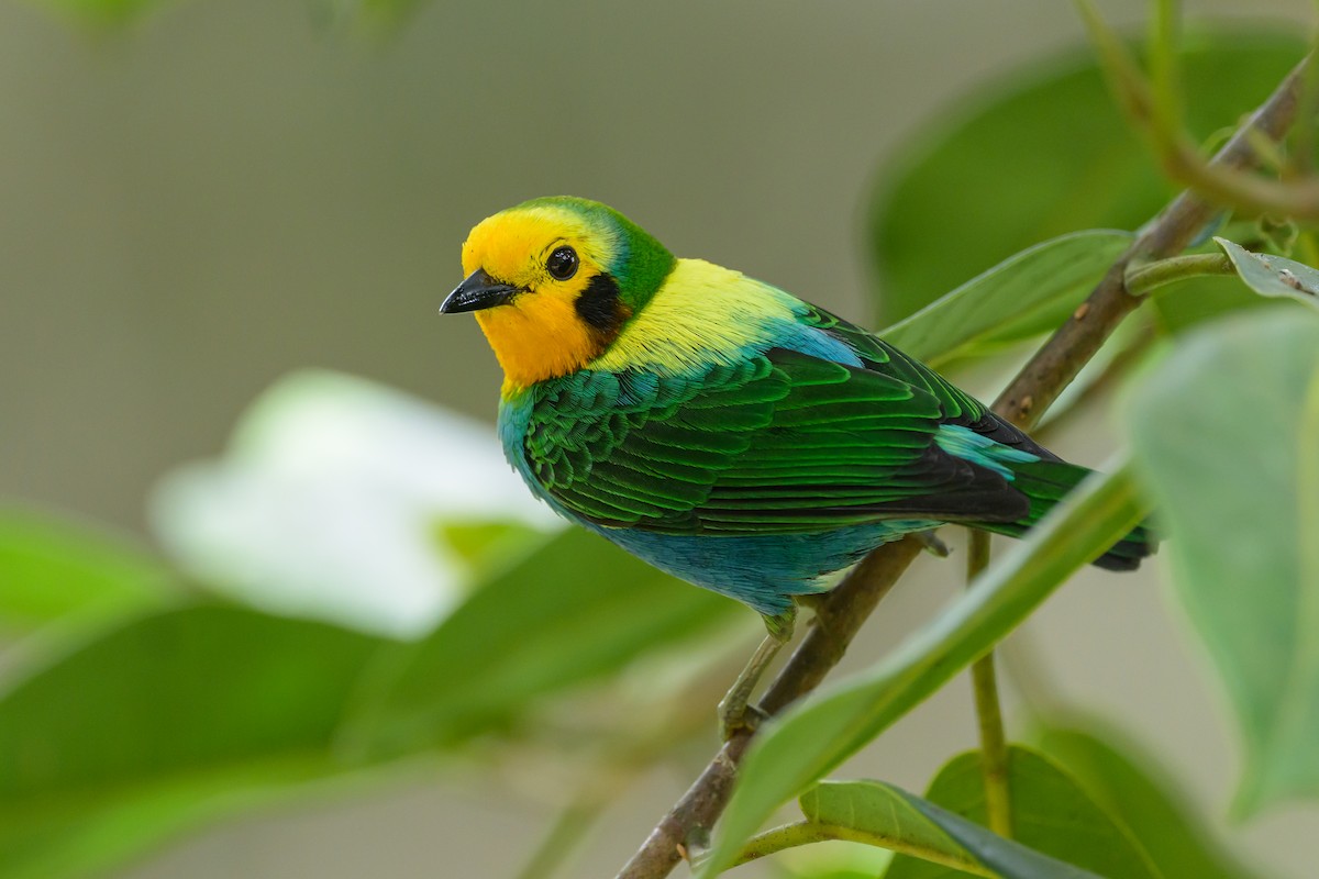 Multicolored Tanager - ML638747085