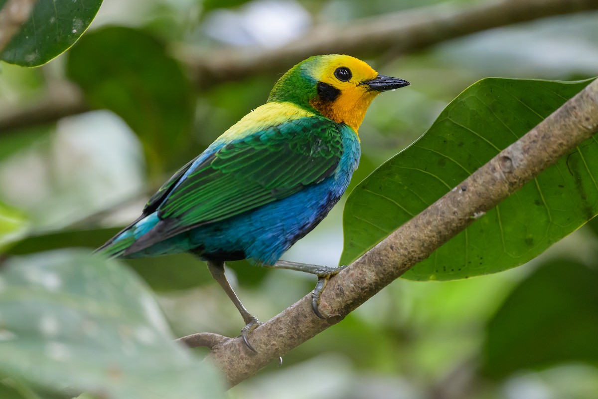 Multicolored Tanager - ML638747086