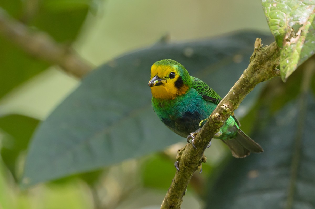 Multicolored Tanager - ML638747109