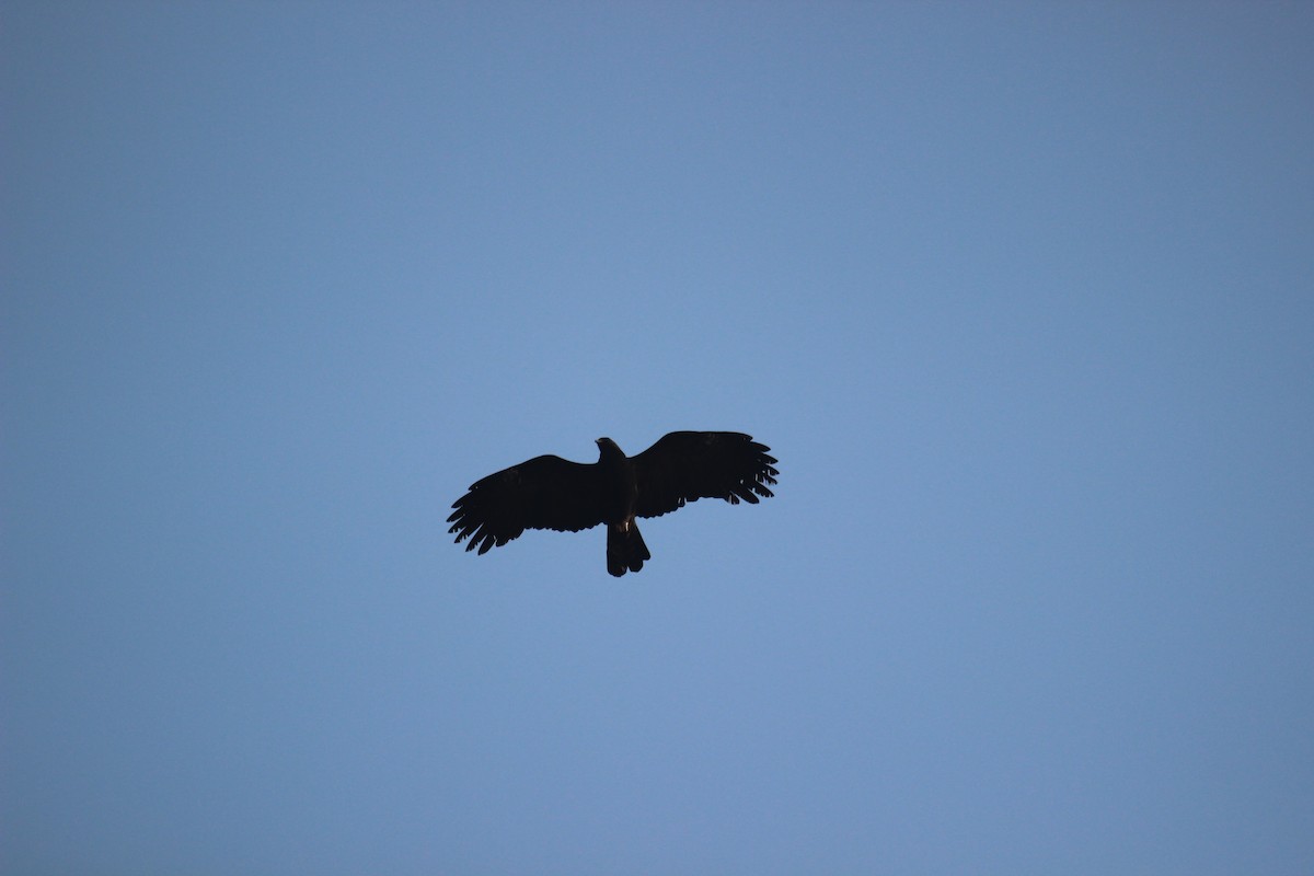 Black Eagle - ML638747121