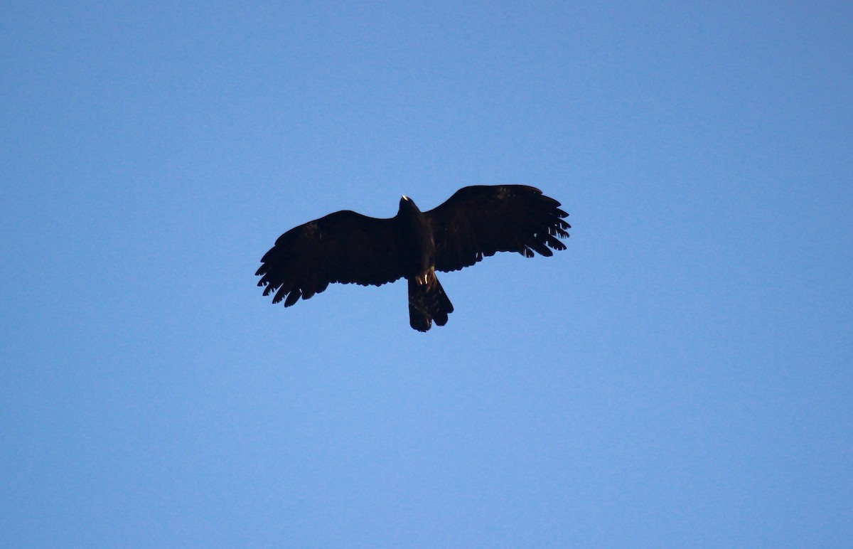 Black Eagle - ML638747122