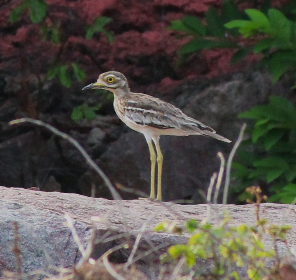 Indian Thick-knee - ML638747133