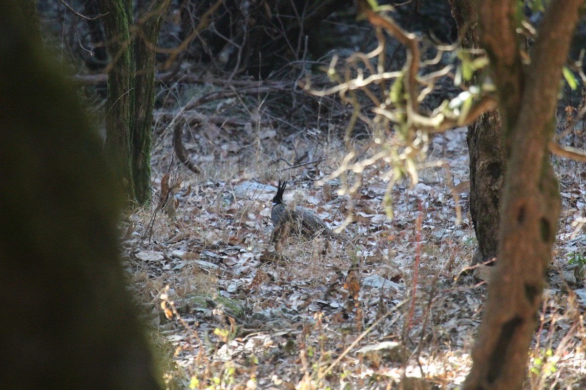 Koklass Pheasant - ML638747169