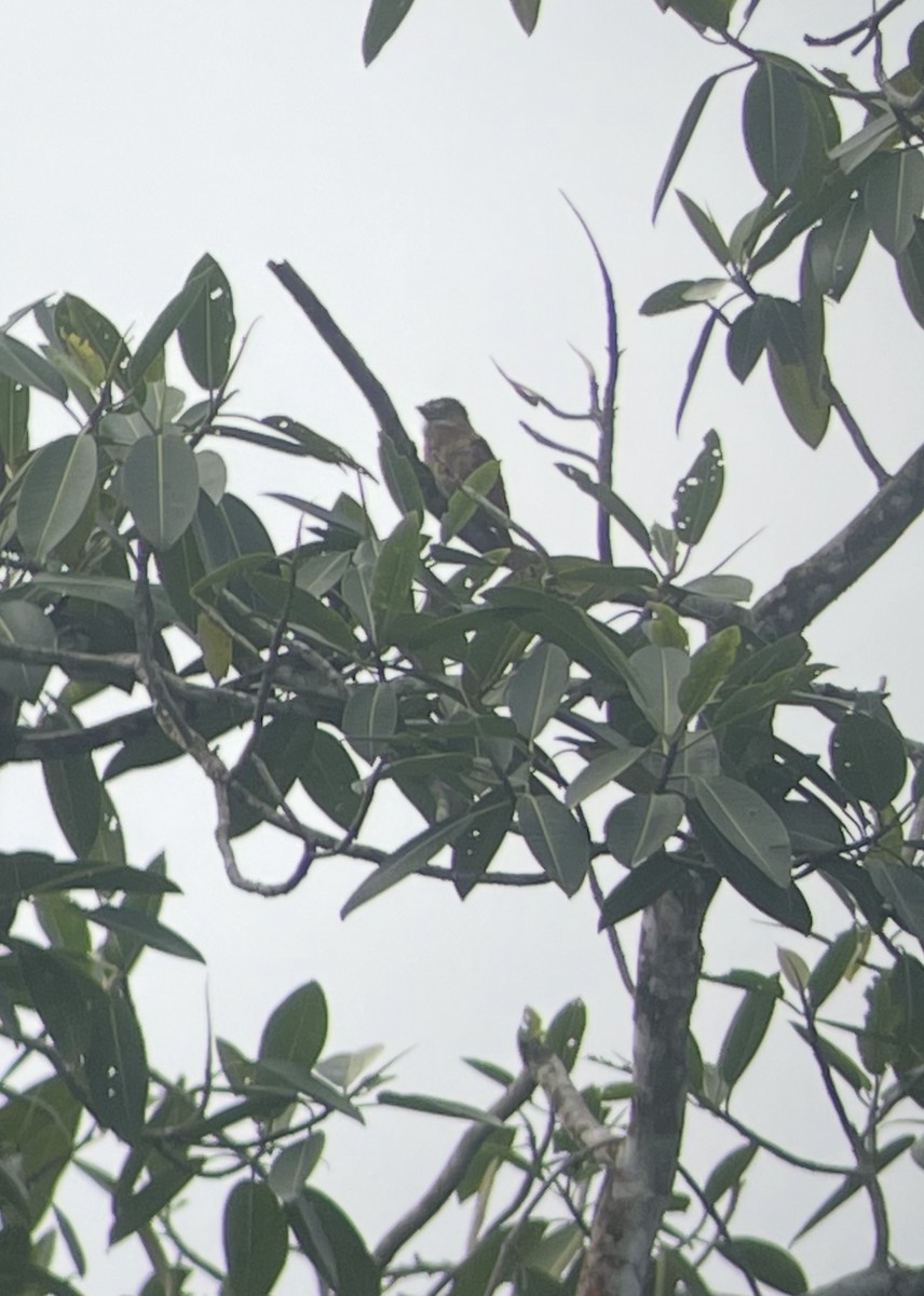 Barred Puffbird - ML638747172