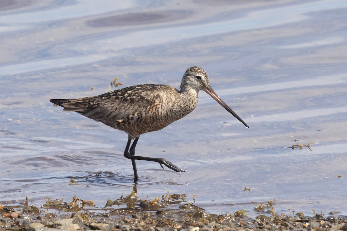 Hudsonian Godwit - ML638747202