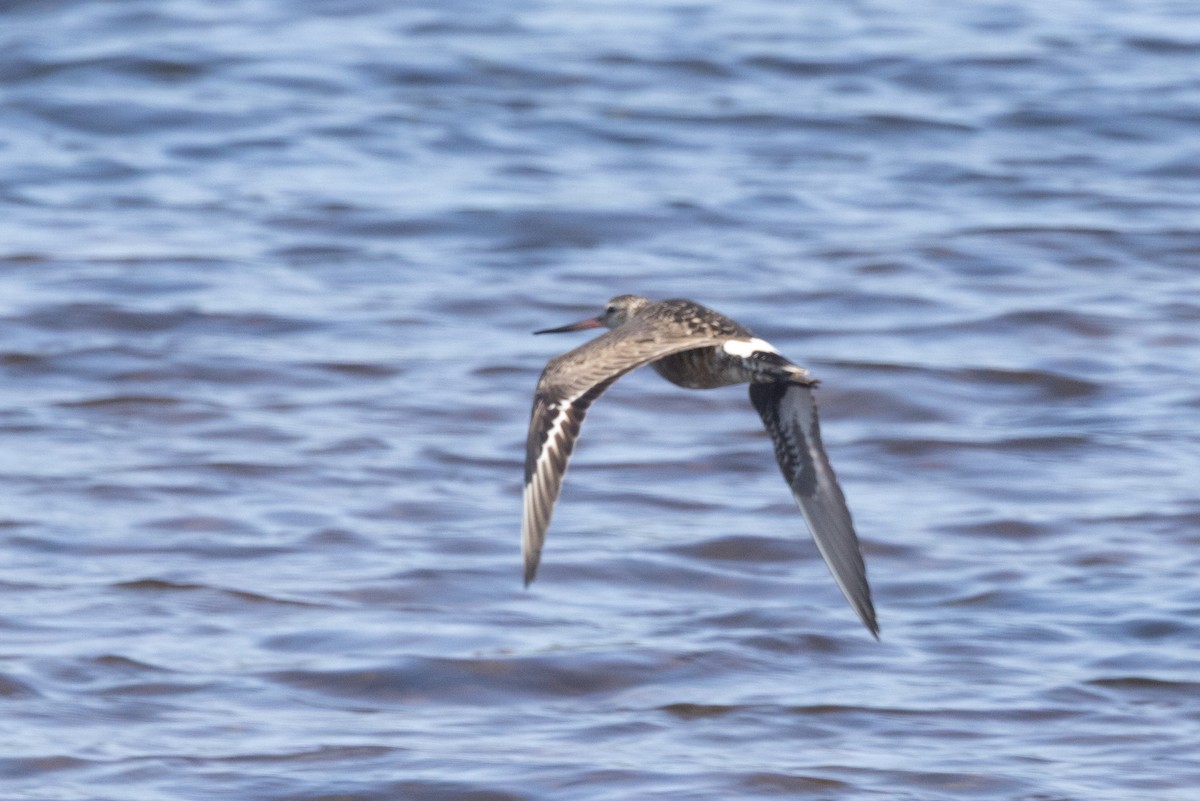 Hudsonian Godwit - ML638747212