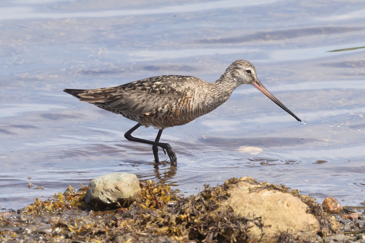 Hudsonian Godwit - ML638747229