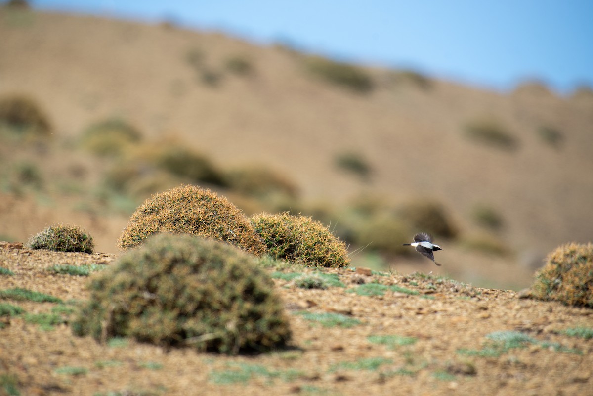 Atlas Wheatear - ML638747290