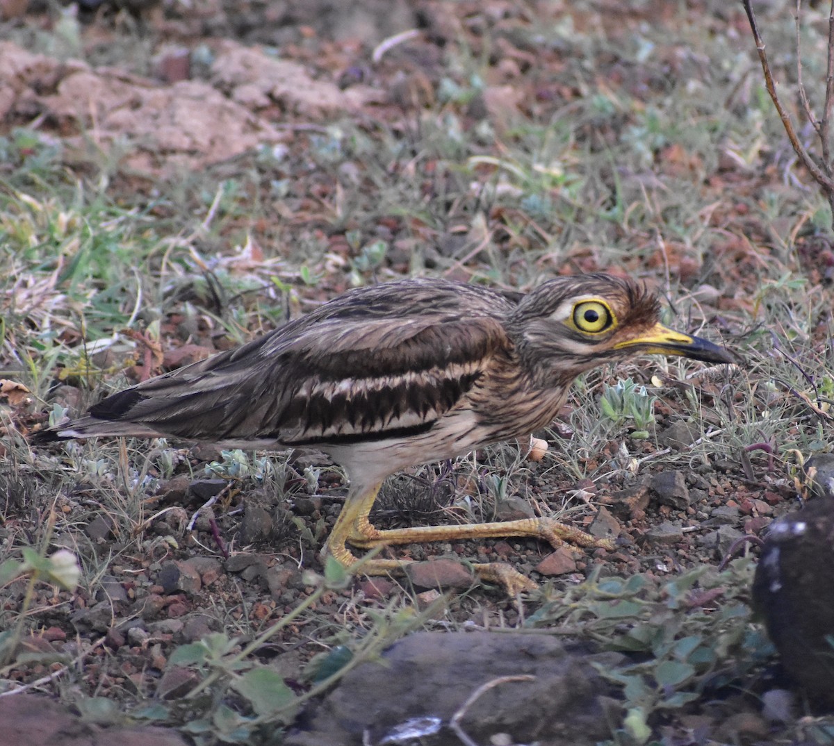Indian Thick-knee - ML638747295