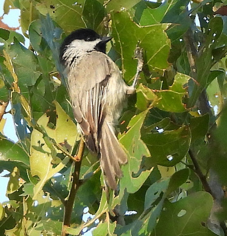 Carolina Chickadee - ML638747296