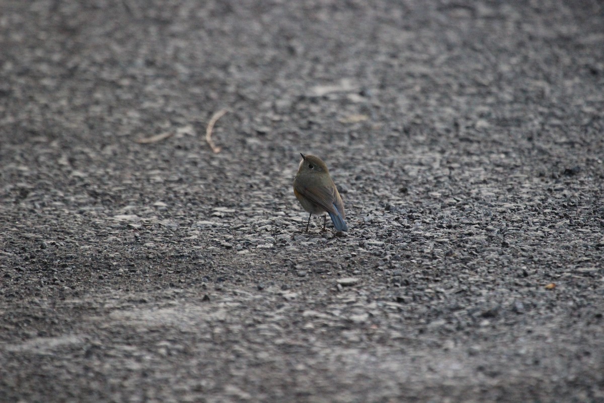 Himalayan Bluetail - ML638747298