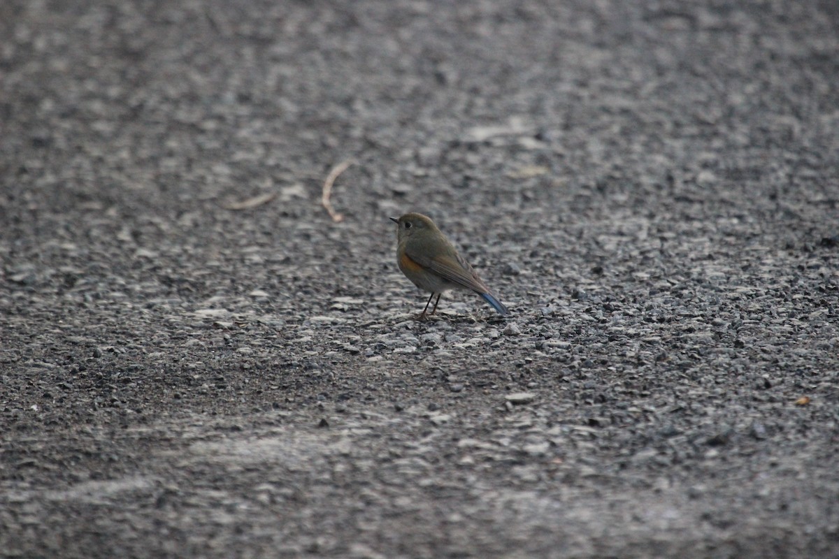 Himalayan Bluetail - ML638747302