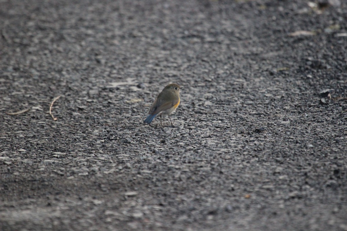 Himalayan Bluetail - ML638747304