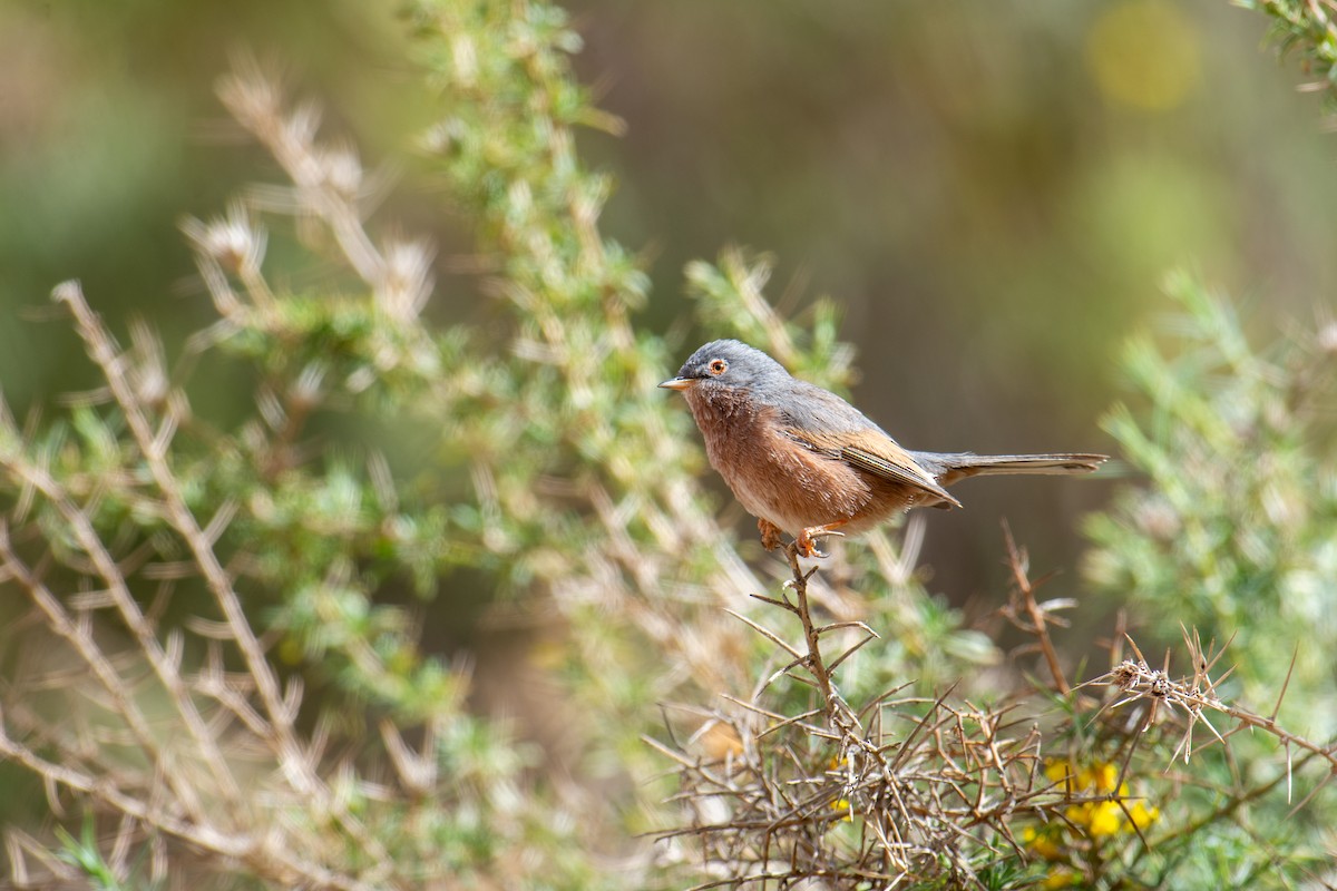 Basamortuko txinboa - ML638747311