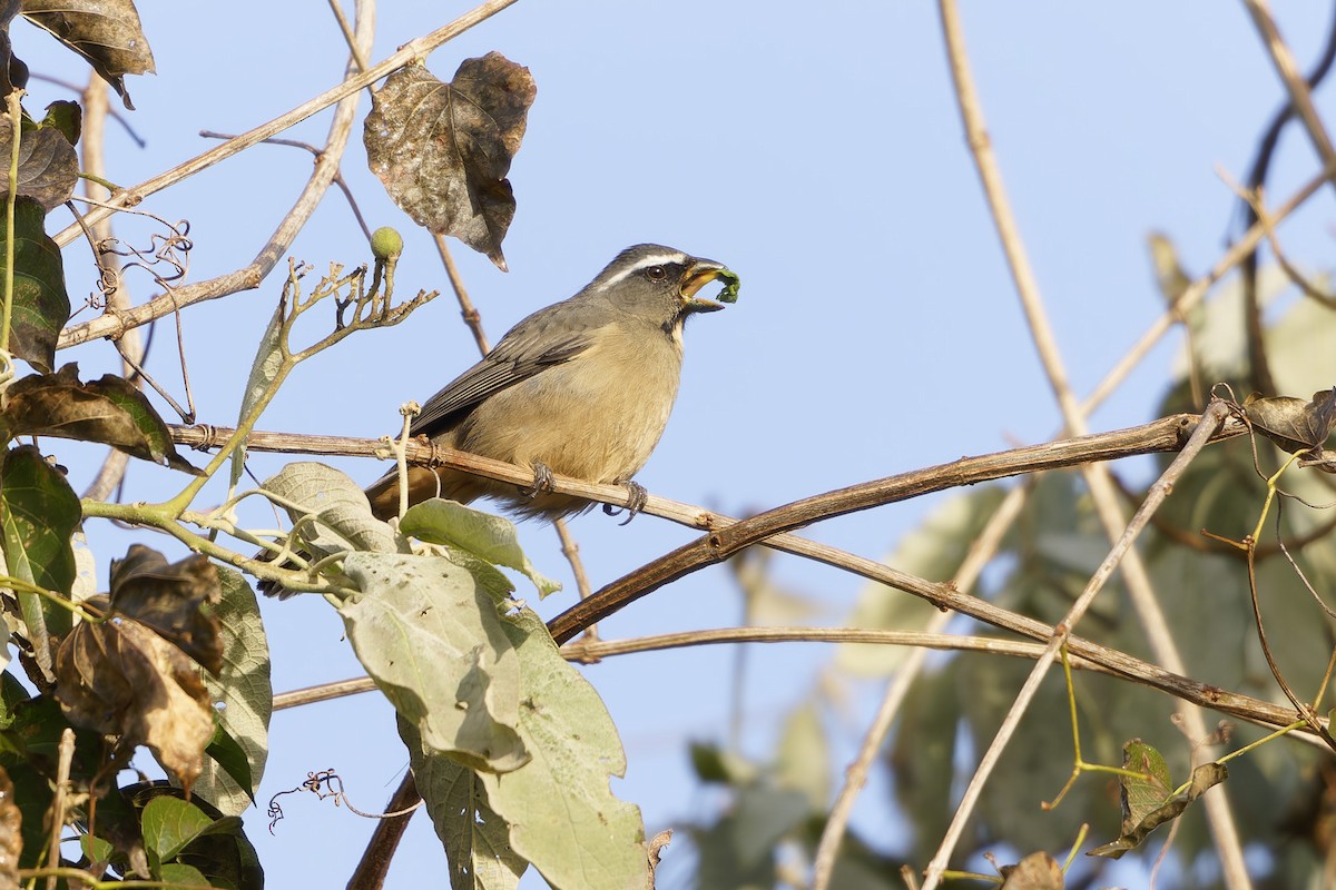 Thick-billed Saltator - ML638747333