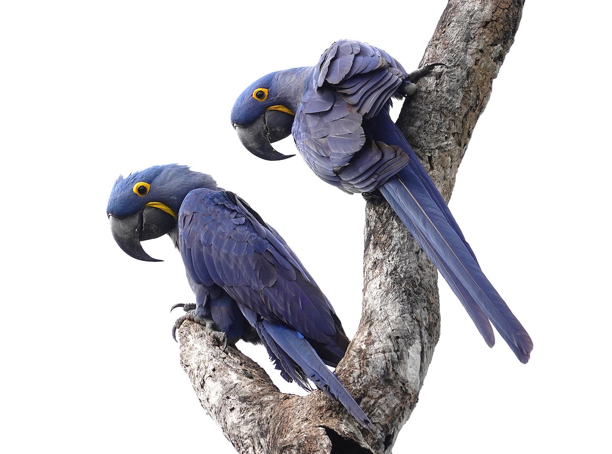 Hyacinth Macaw - ML638747339