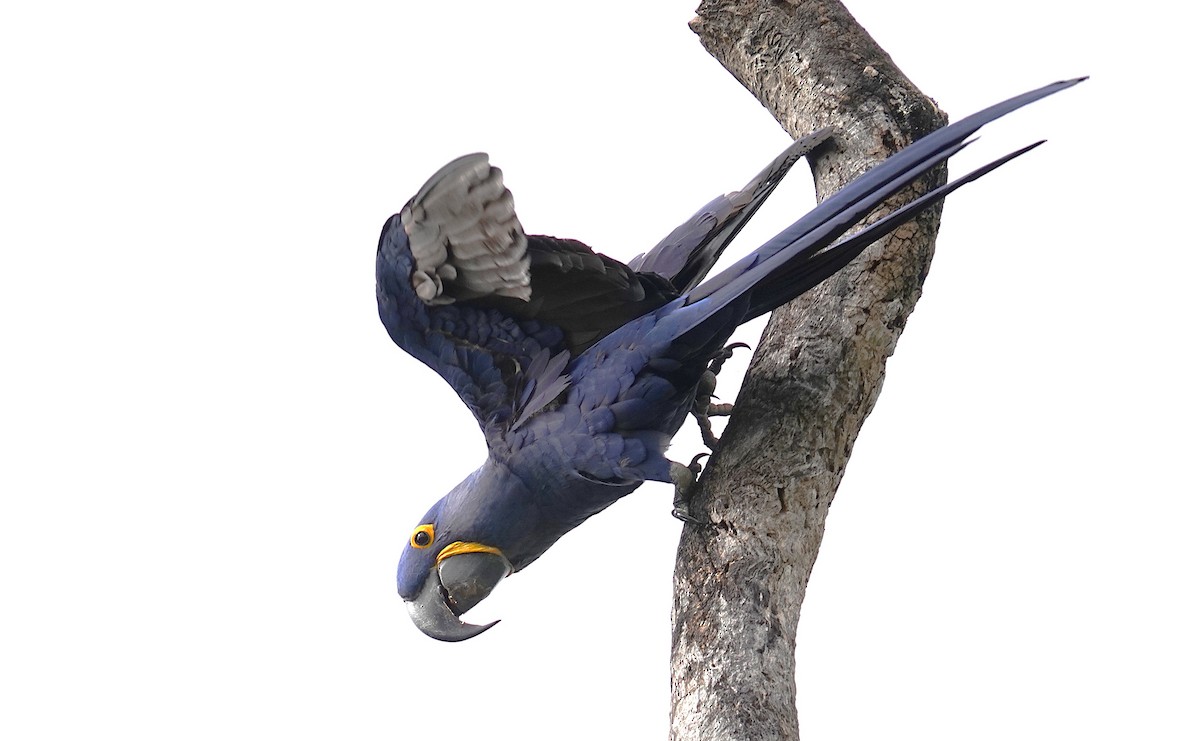 Hyacinth Macaw - ML638747364