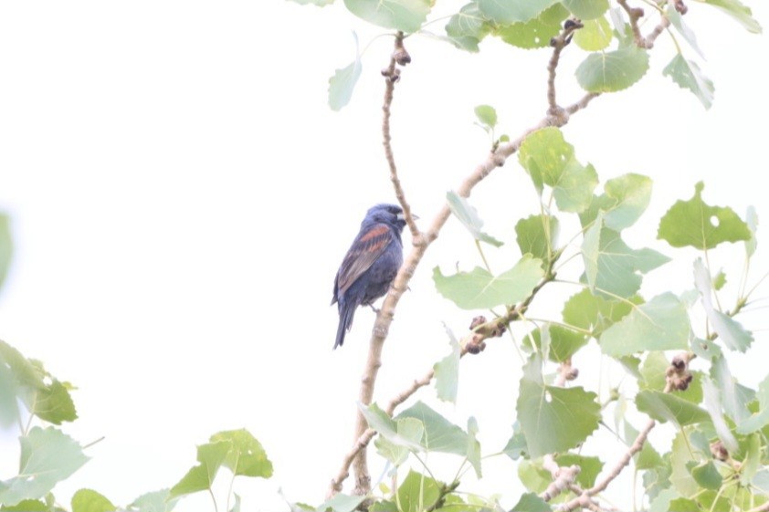 Blue Grosbeak - ML638747377