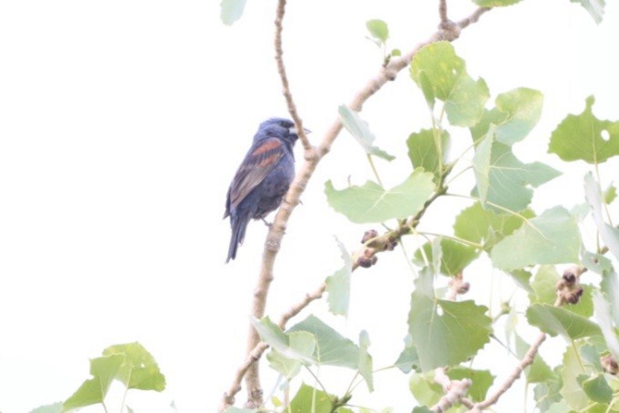 Blue Grosbeak - ML638747378