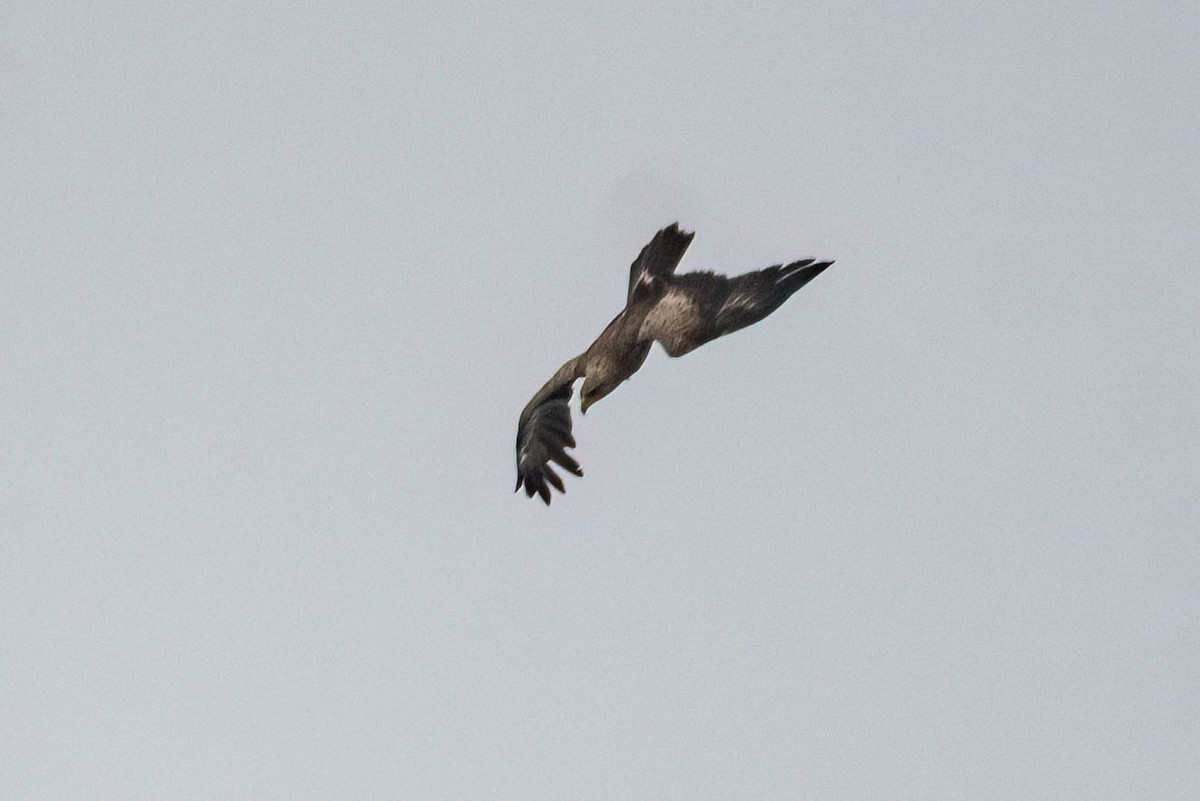 Aquila anatraia minore - ML638747403
