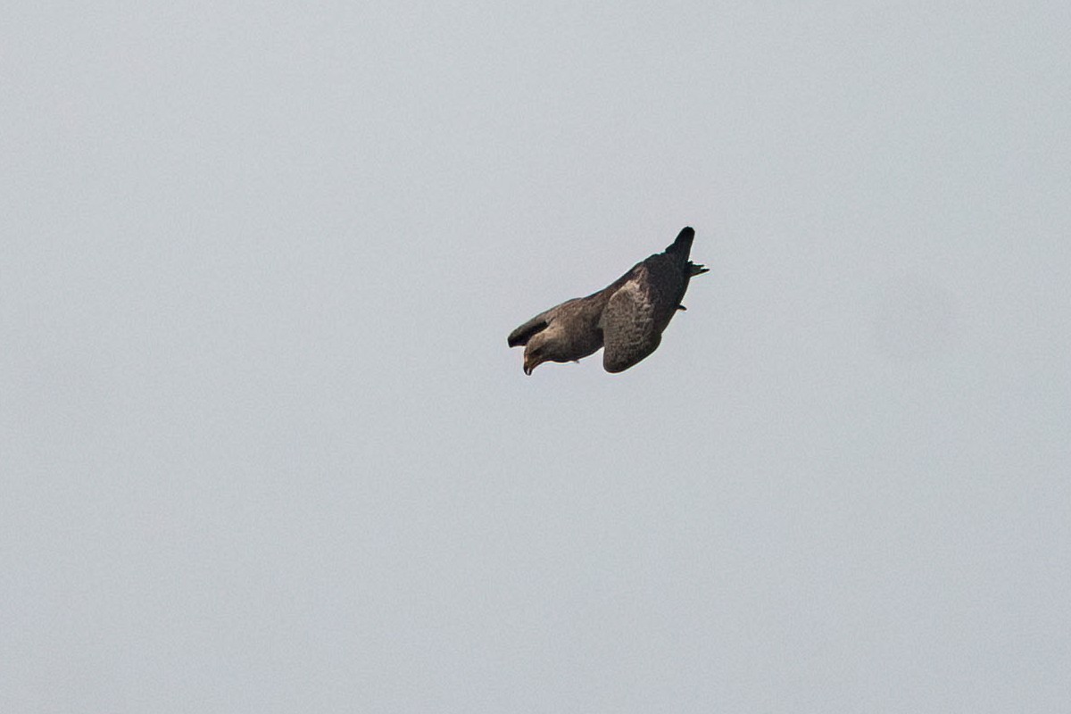 Aquila anatraia minore - ML638747406