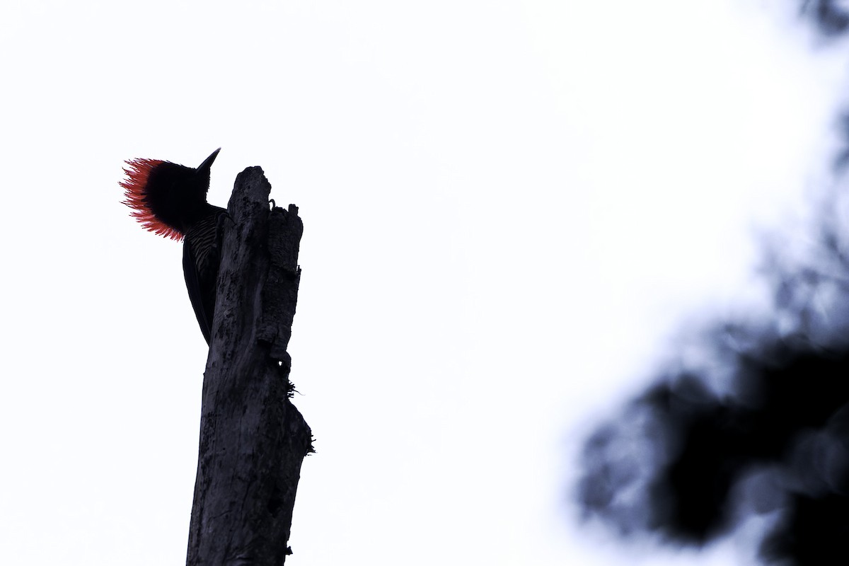 Helmeted Woodpecker - ML638747425