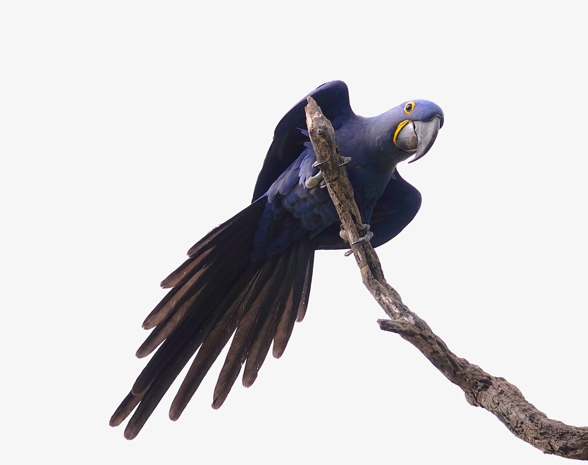 Hyacinth Macaw - ML638747435