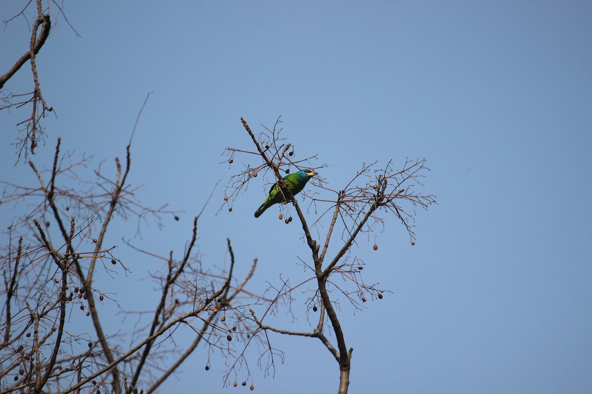 Blue-throated Barbet - ML638747472