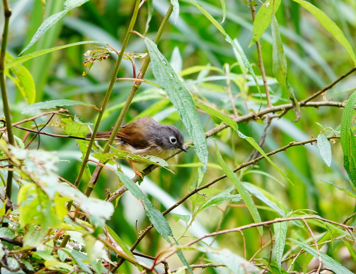 Morrison's Fulvetta - ML638747486