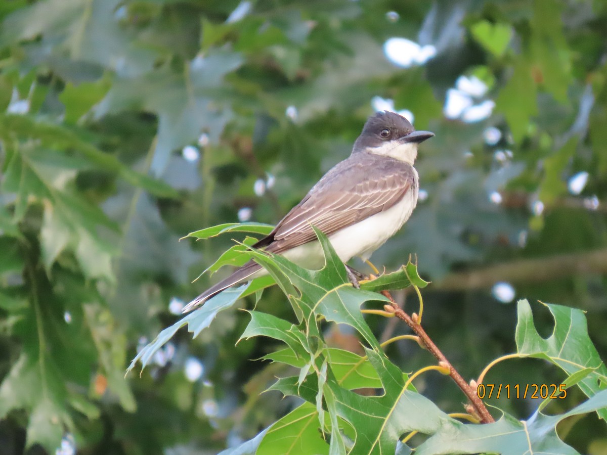 Eastern Kingbird - ML638747488