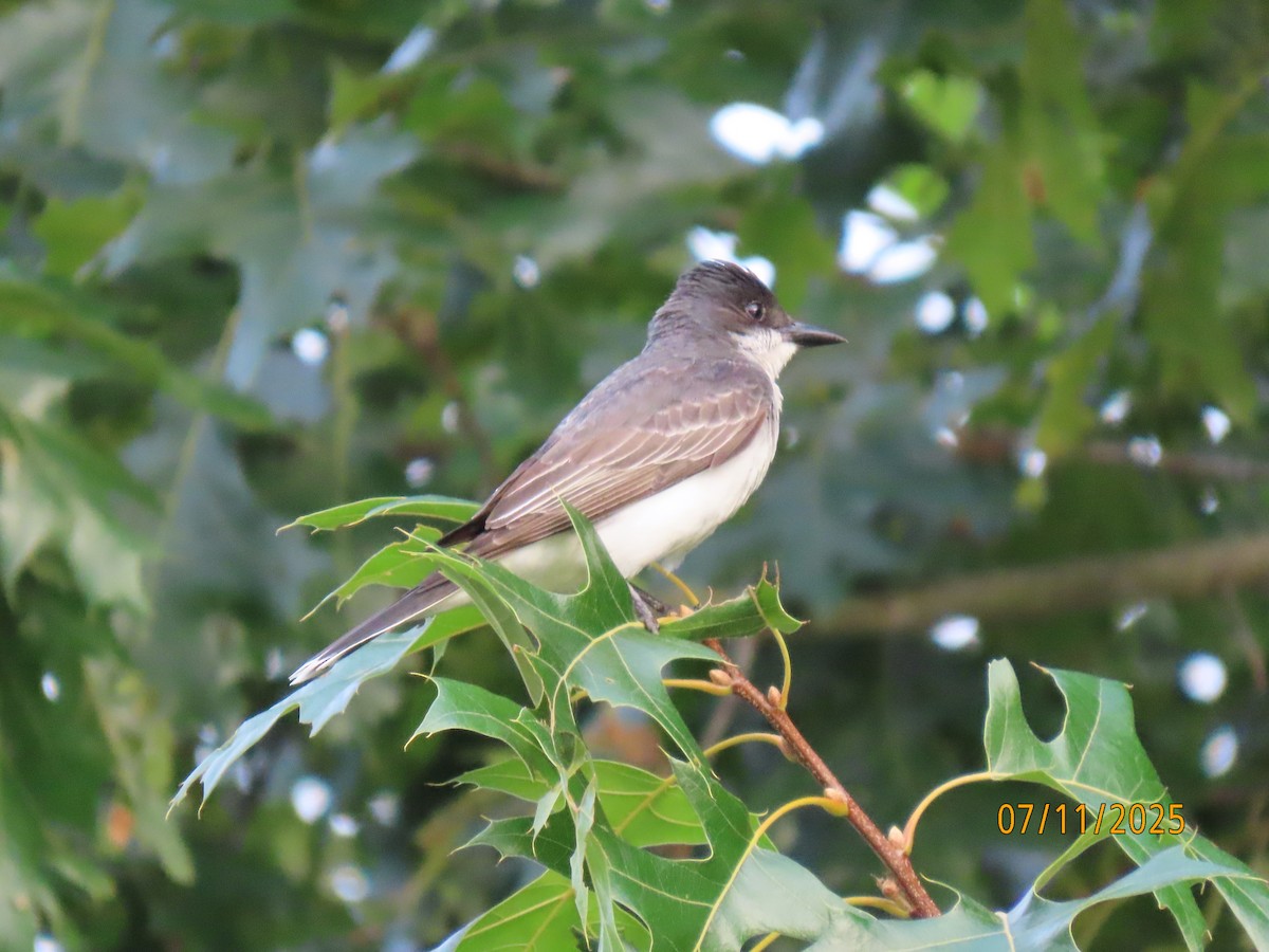 Eastern Kingbird - ML638747489