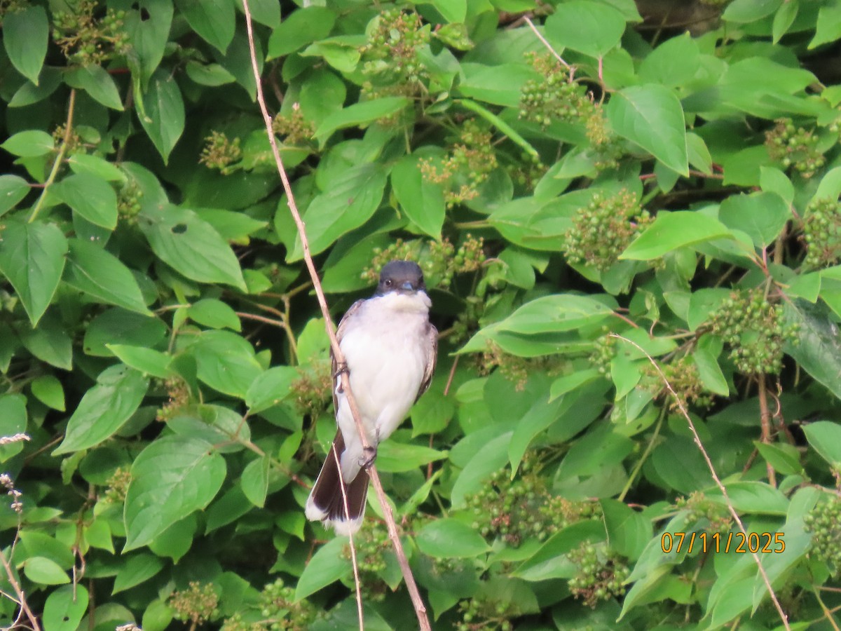 Eastern Kingbird - ML638747490