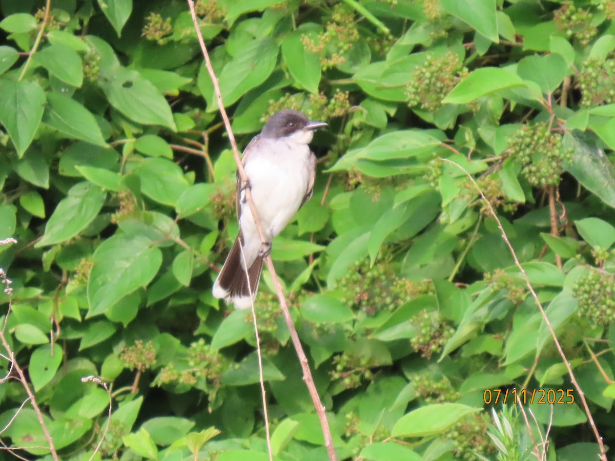 Eastern Kingbird - ML638747492