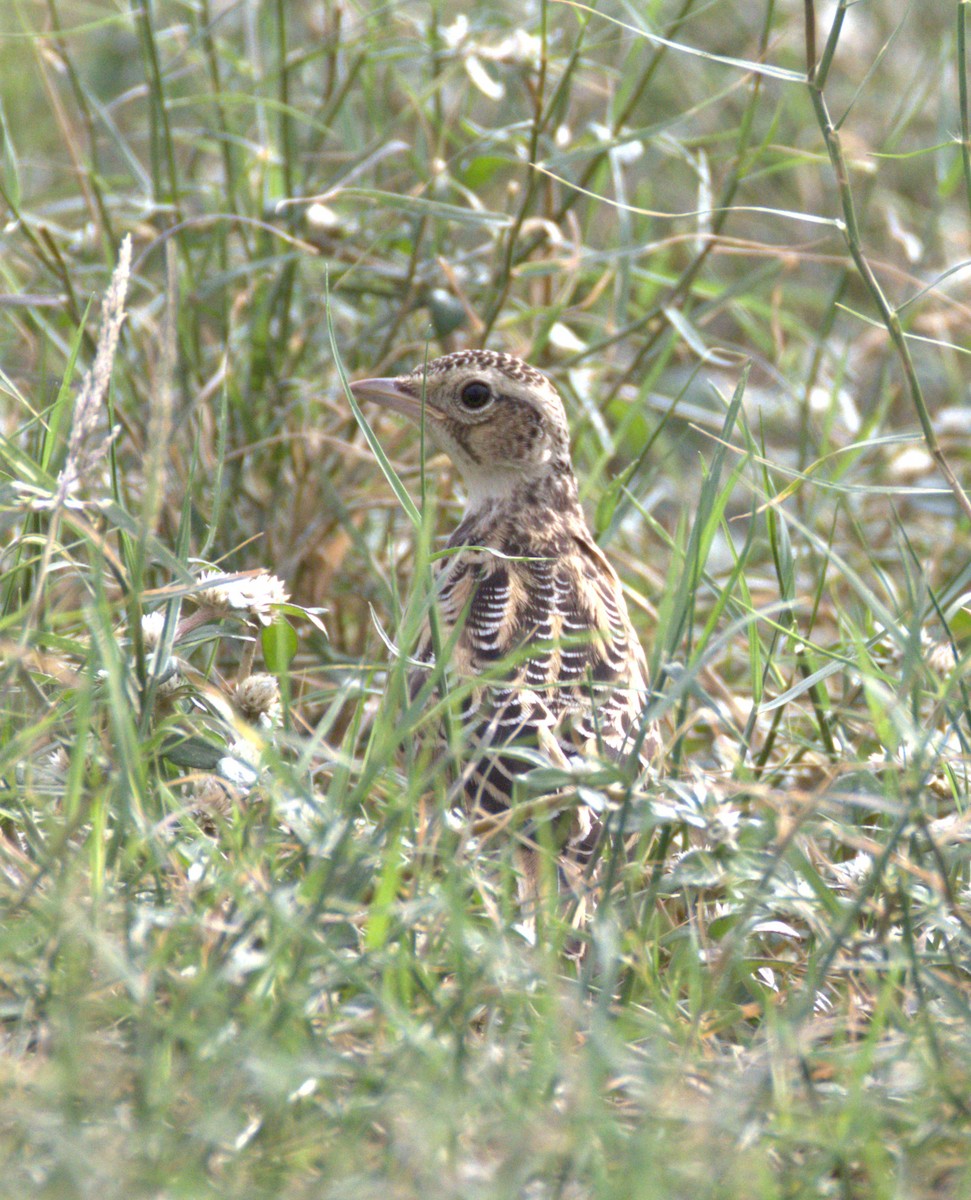 Oriental Skylark - ML638747496