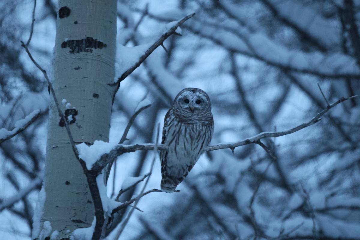 Barred Owl - ML638747517